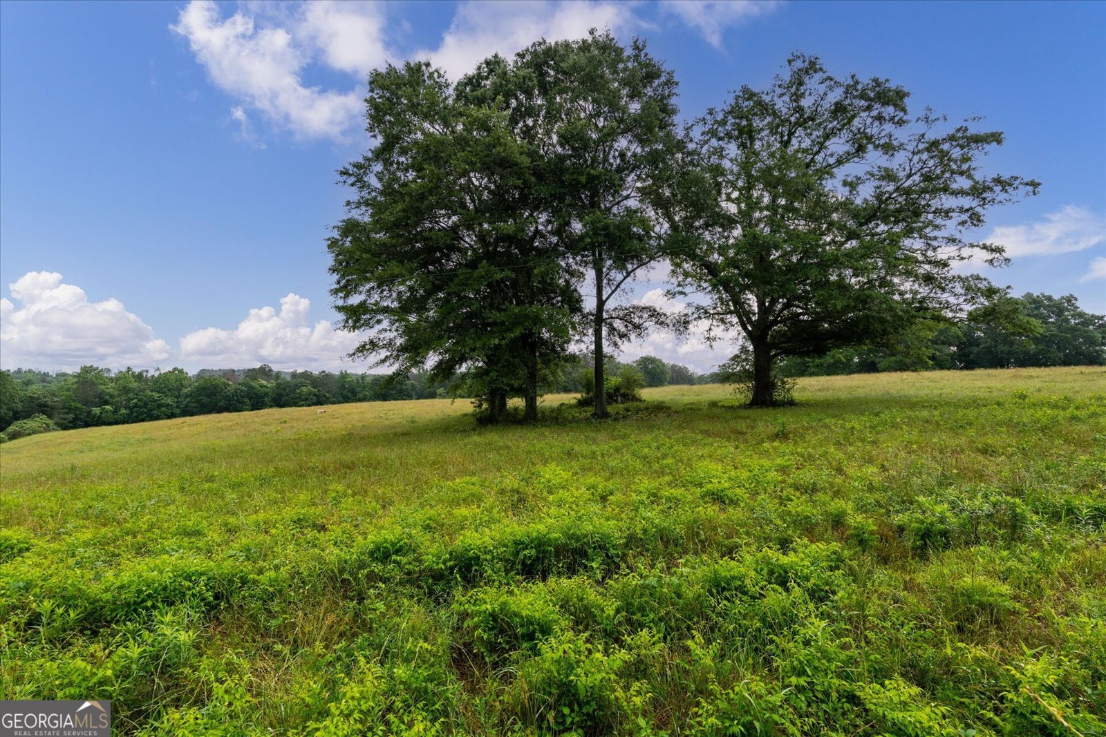 1461 County Road 499 Woodland - Photo 46