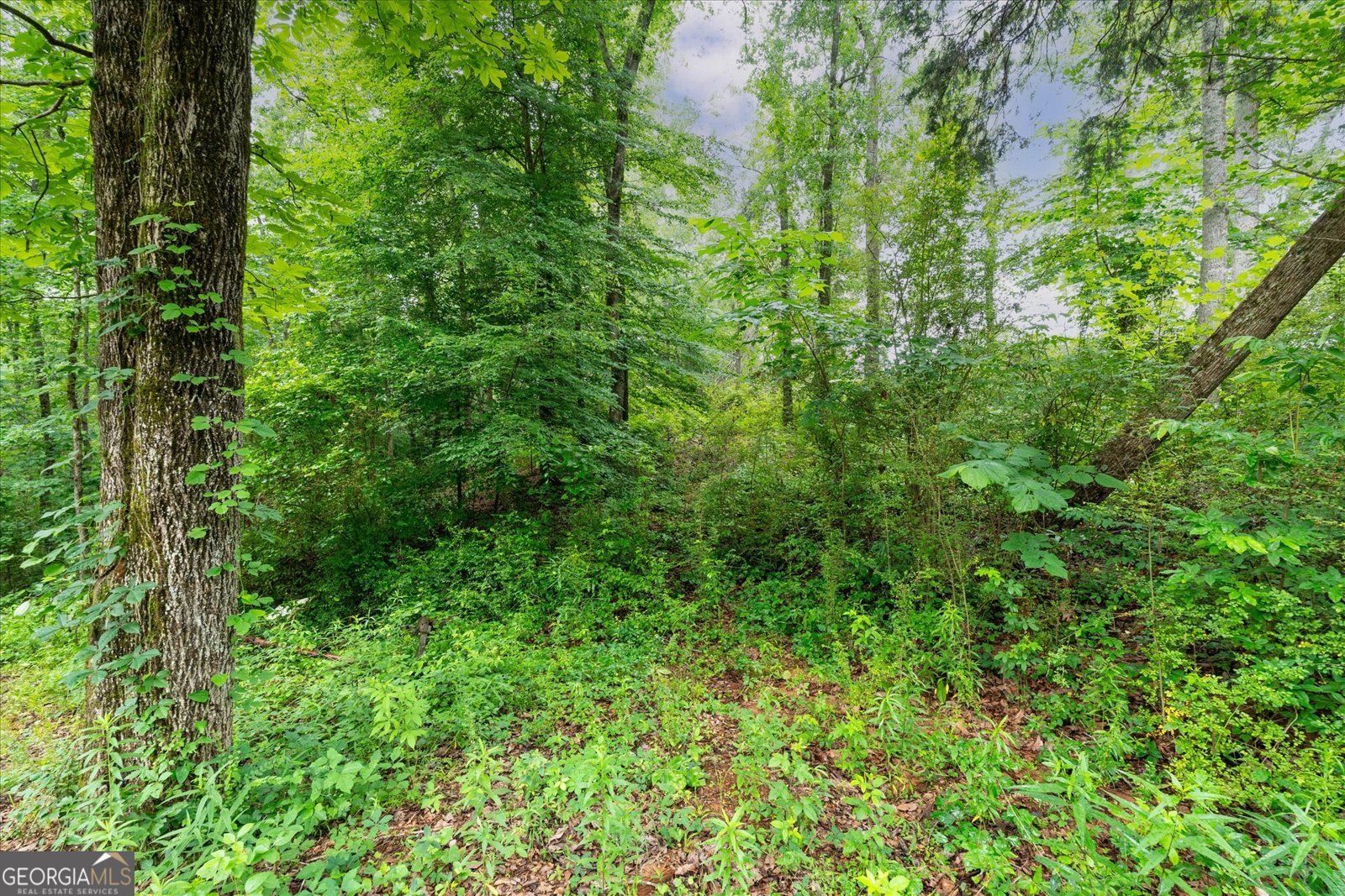 1461 County Road 499 Woodland - Photo 48