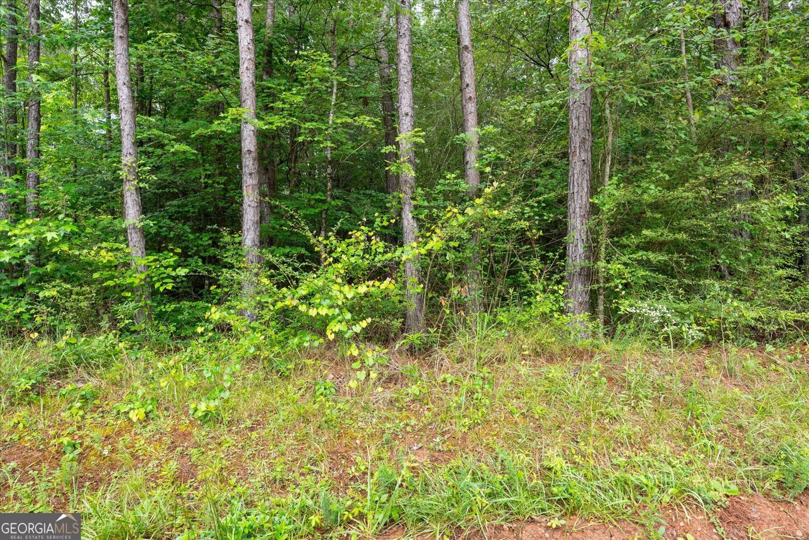 1461 County Road 499 Woodland - Photo 51