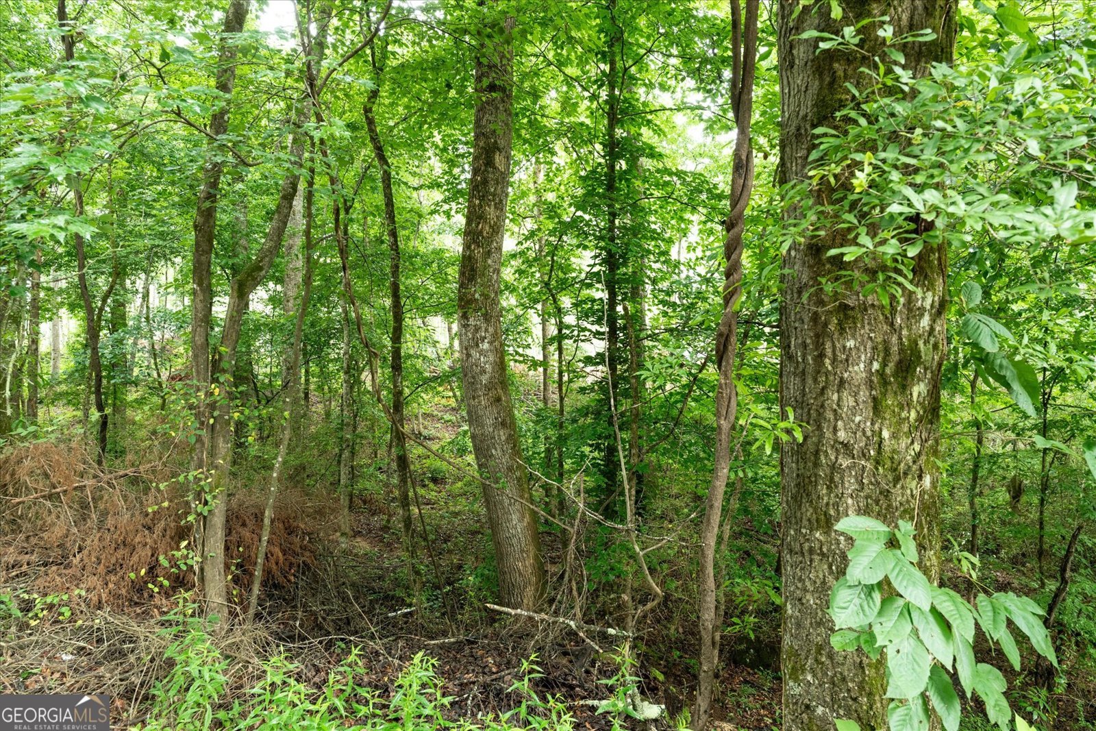 1461 County Road 499 Woodland - Photo 52