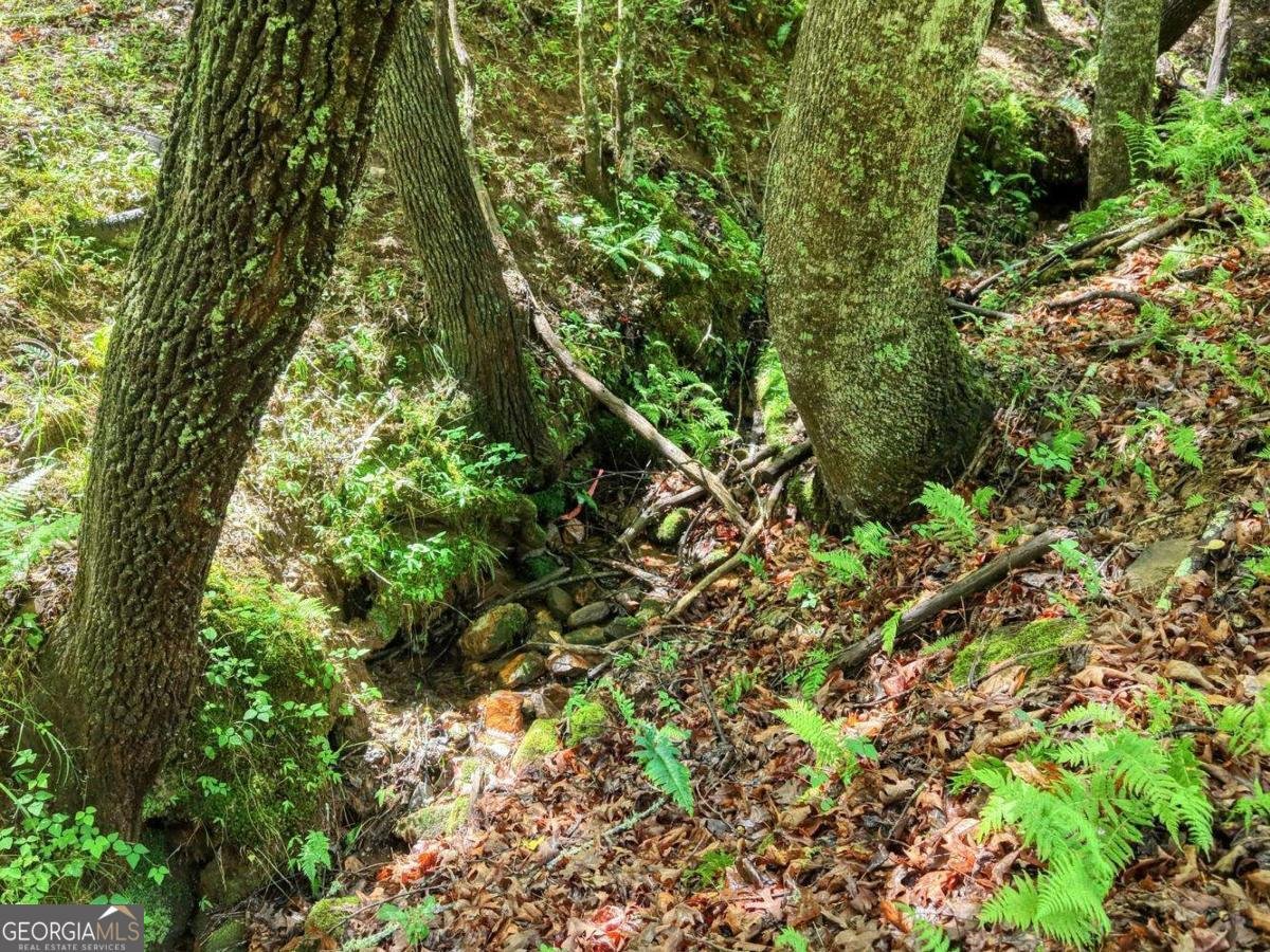 1564 Black Ankle Creek Road Cherry Log - Photo 40