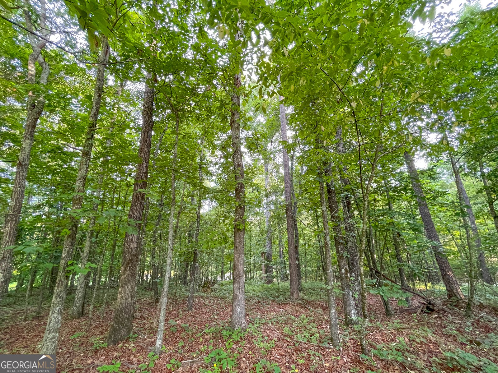 850 Bethel Church Road Silver Creek - Photo 49