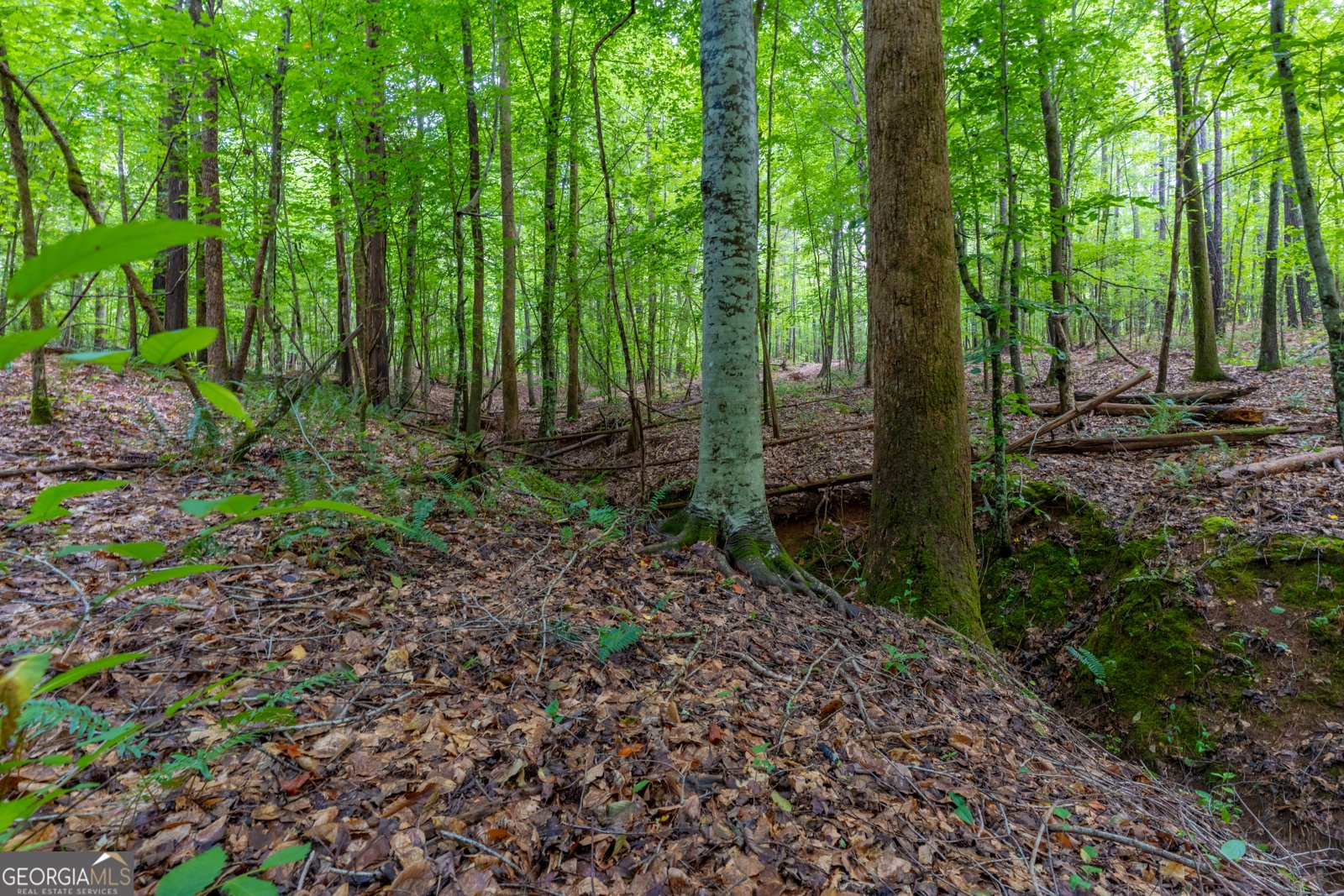 54 Davis Carter Road Monticello - Photo 55