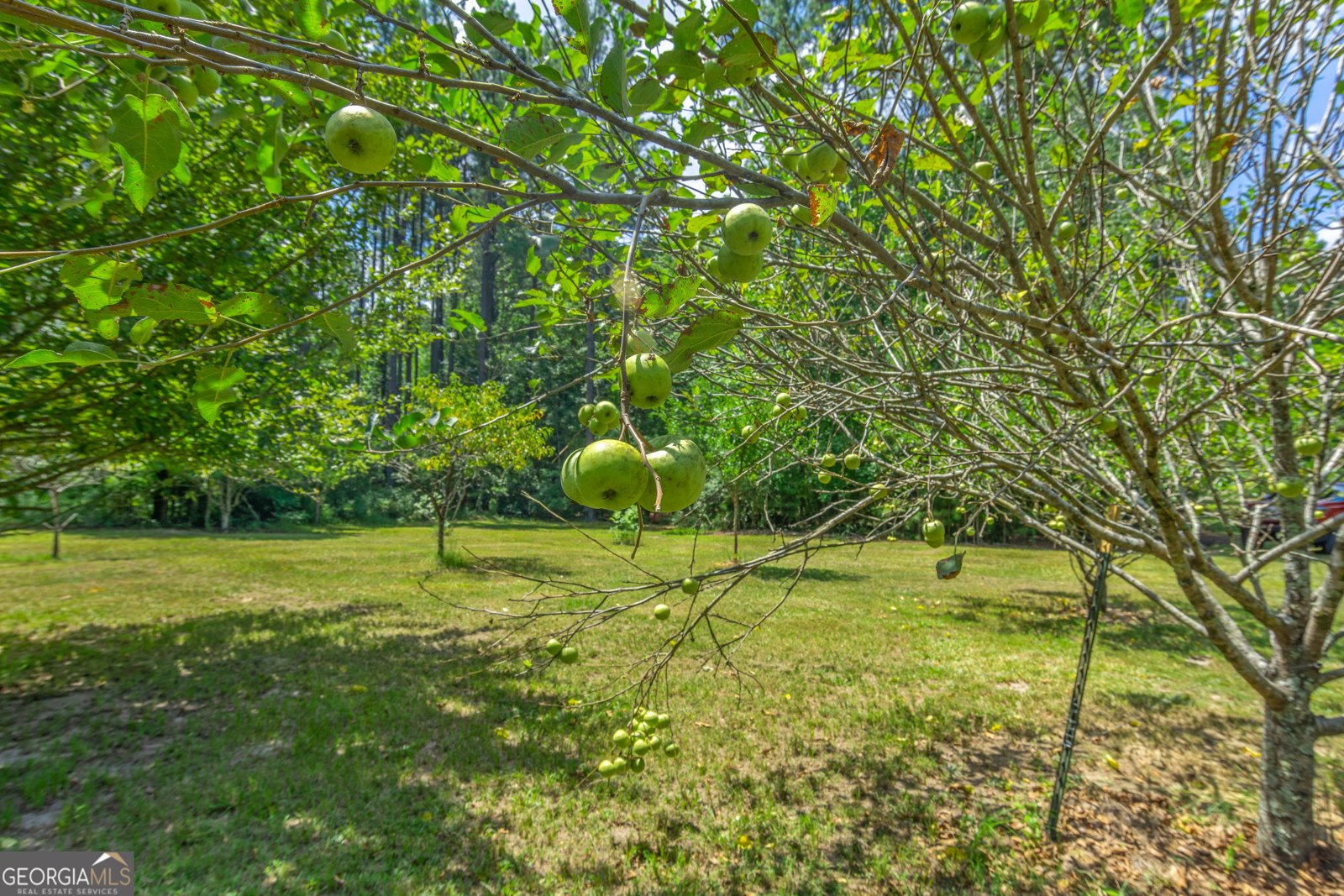 1269 Tarver Road Davisboro - Photo 65