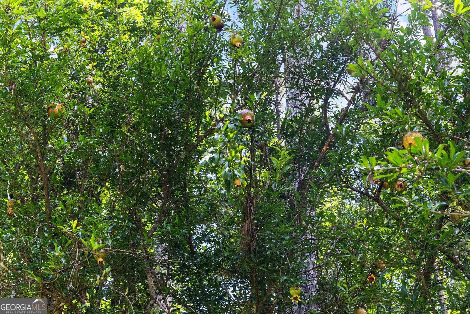 1336 Martin Mill Road Moreland - Photo 40