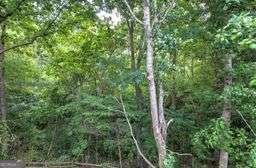 236 Mountain Vista Boulevard Canton - Photo 52