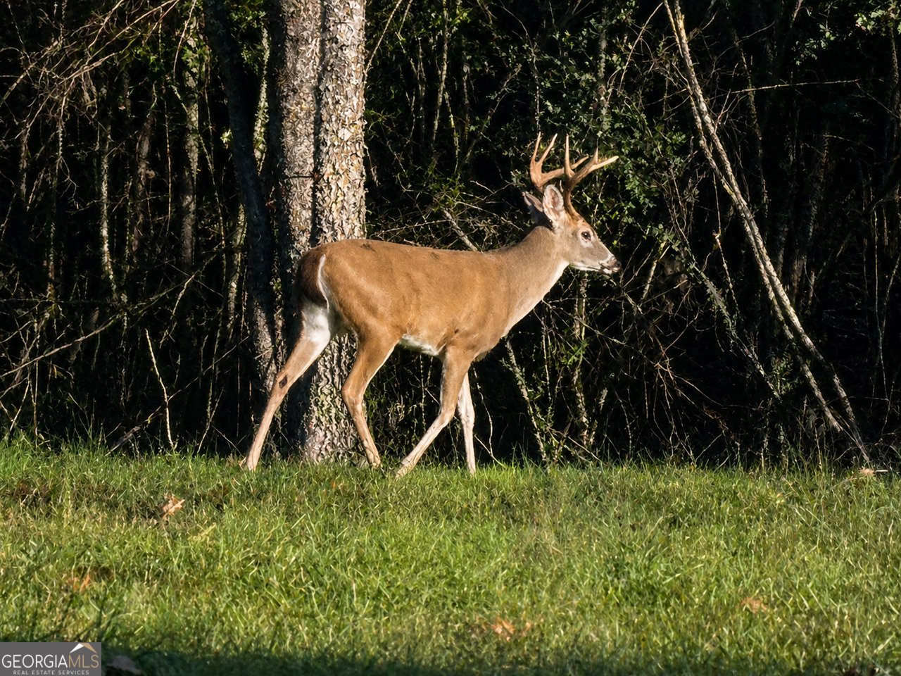 1400 Poplar Springs Road Ringgold - Photo 45