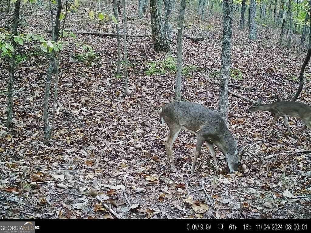 316 Armuchee Trail Rome - Photo 41