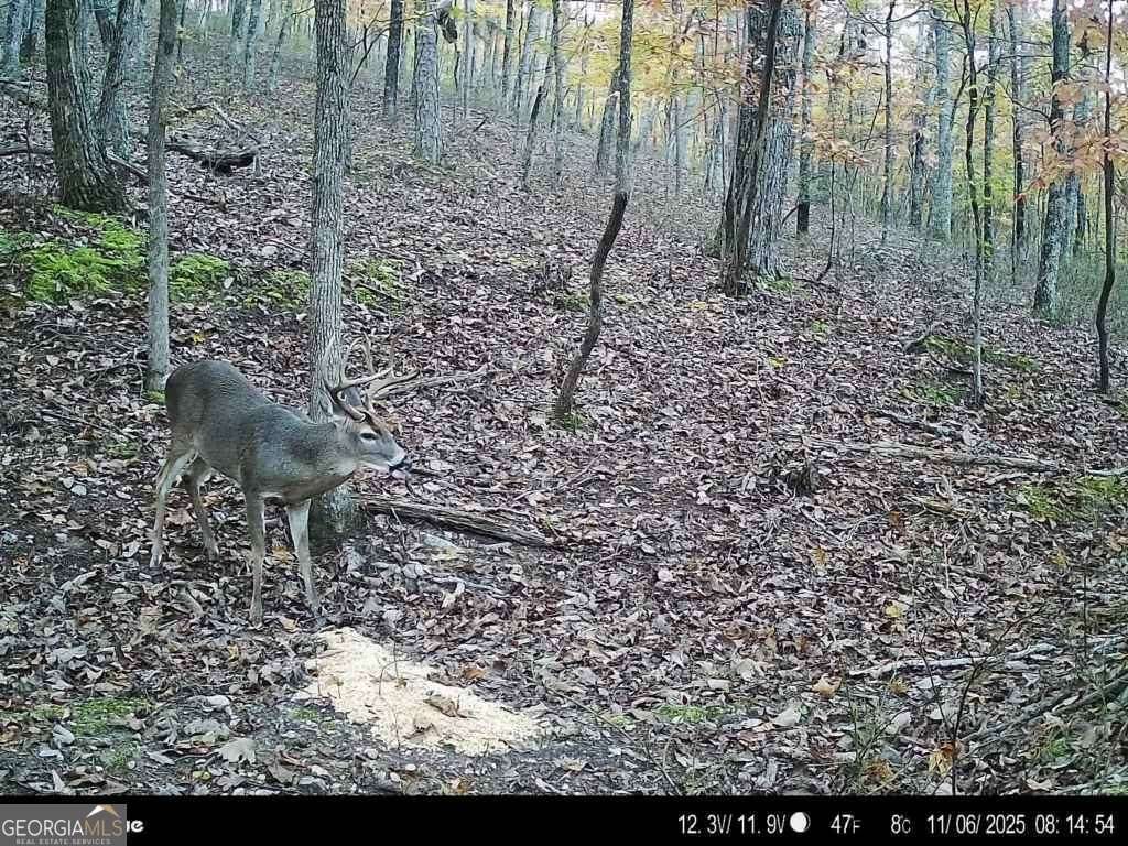 316 Armuchee Trail Rome - Photo 42