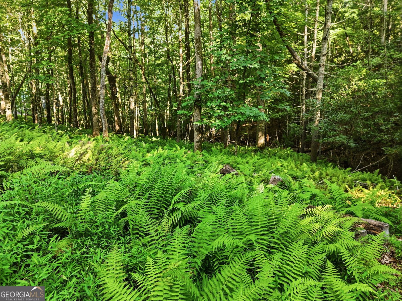 50 Pigeon Creek Road Blue Ridge - Photo 45