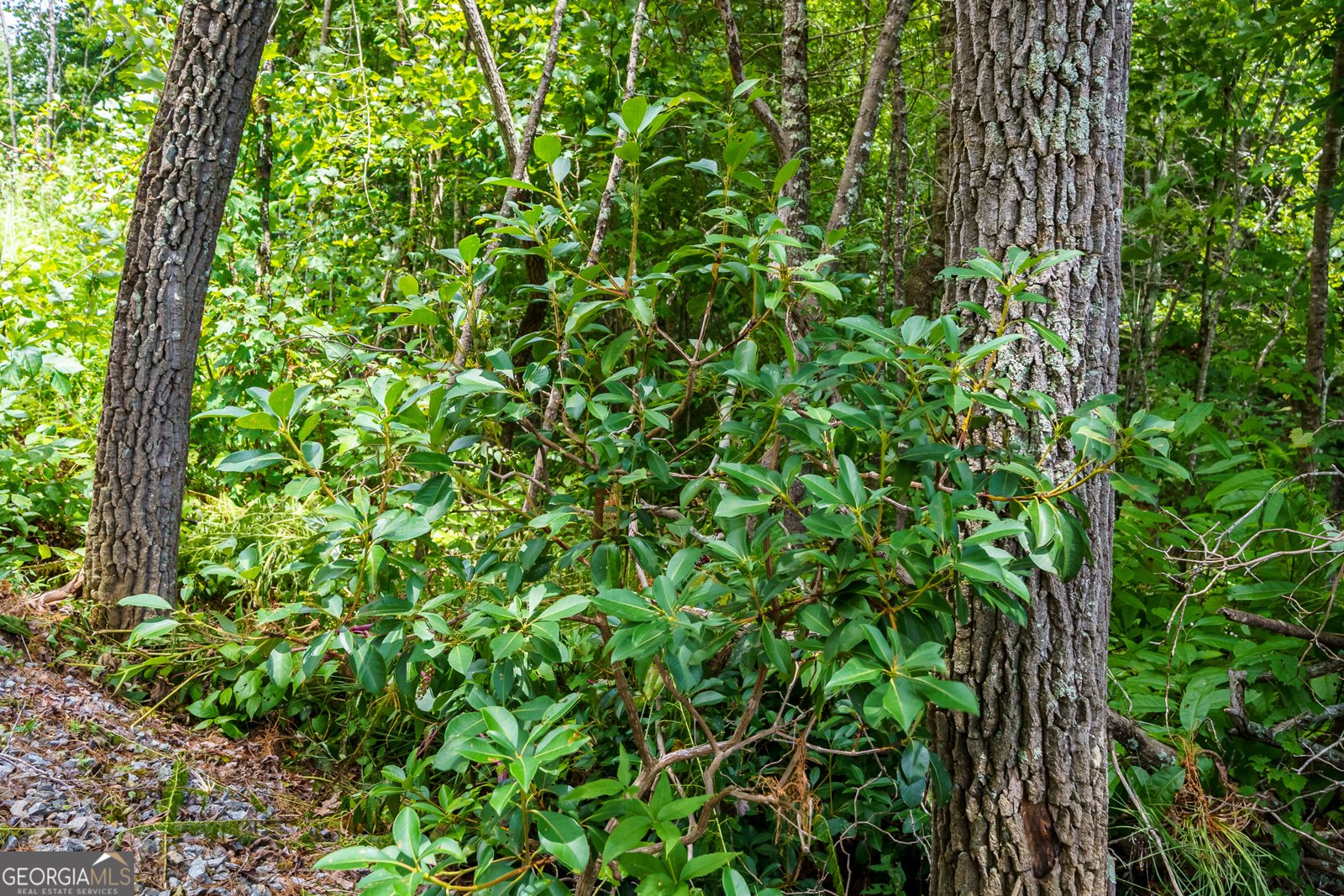 000 Higdon Creek Rd Blue Ridge - Photo 24