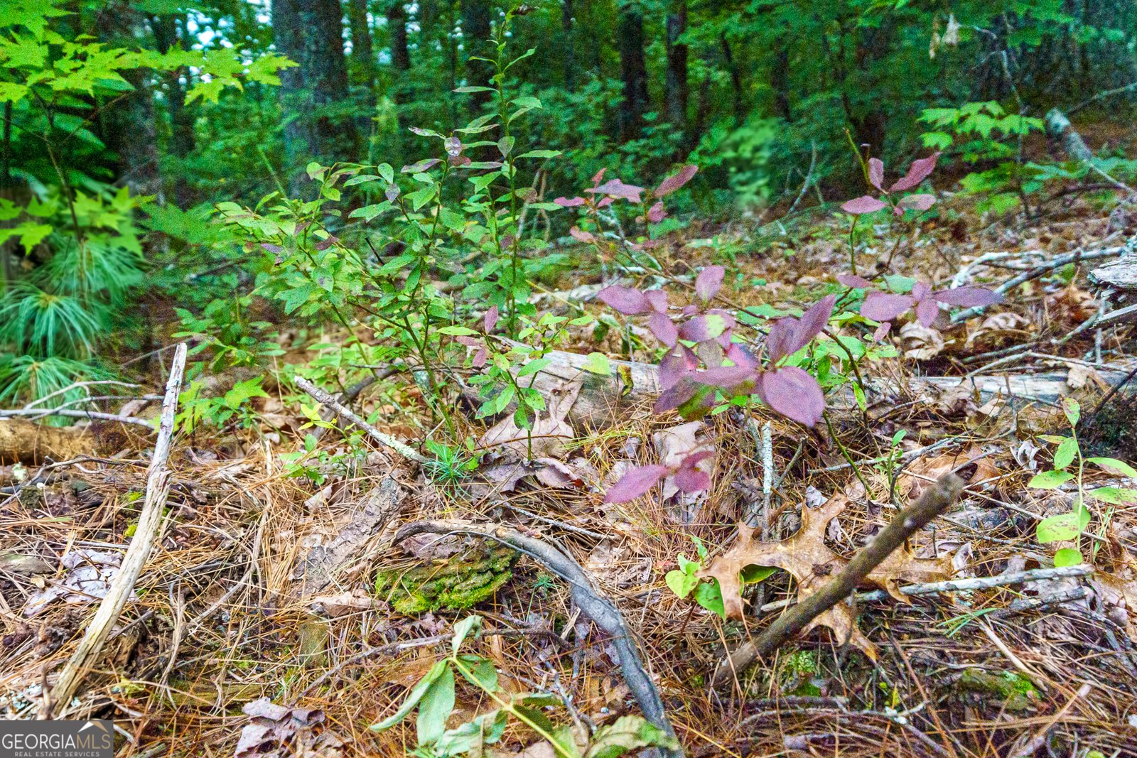 000 Higdon Creek Rd Blue Ridge - Photo 25