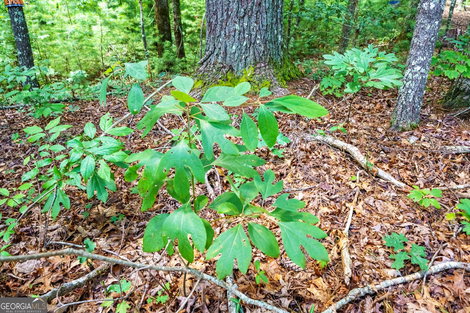 000 Higdon Creek Rd Blue Ridge - Photo 26