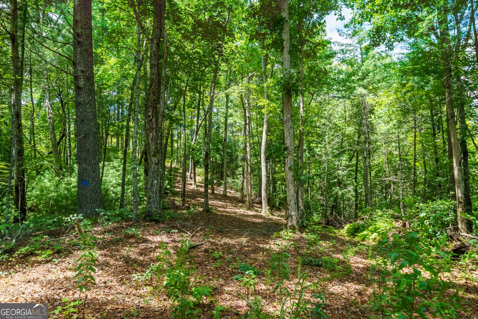 000 Higdon Creek Rd Blue Ridge - Photo 28