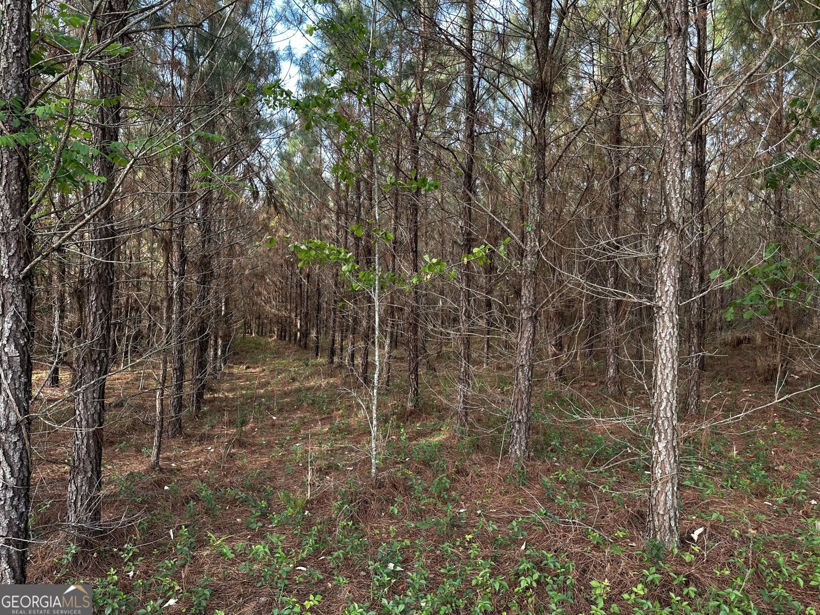 1525 Telfair Line Road Rhine - Photo 72