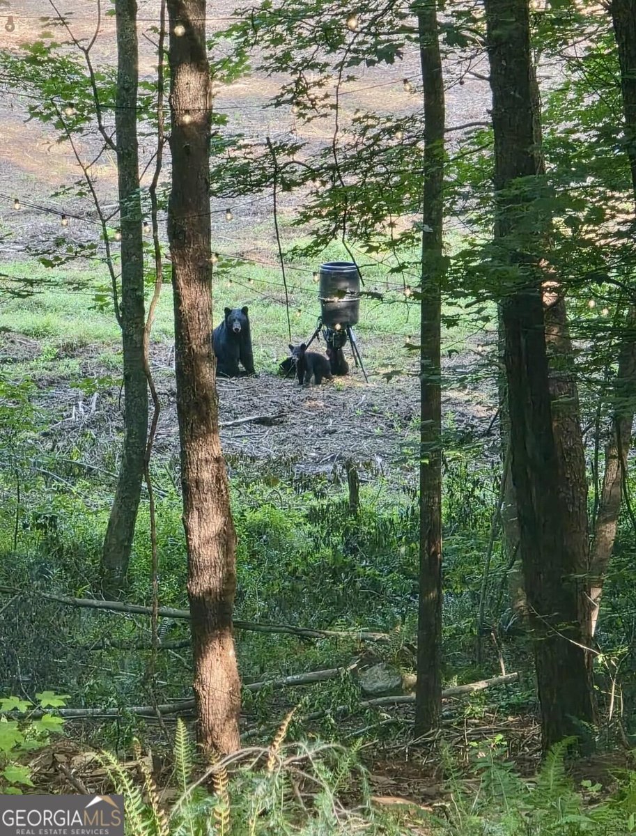 10042 Doublehead Gap Road Blue Ridge - Photo 13