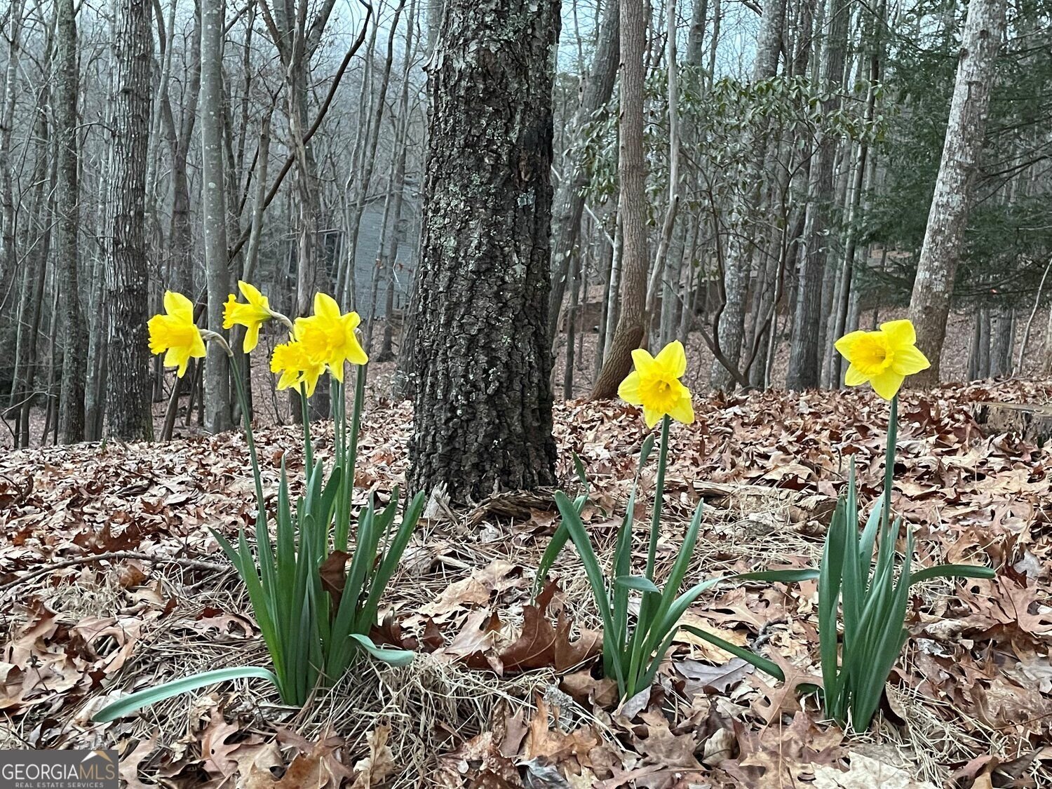 11 Bluebell Circle Big Canoe - Photo 83