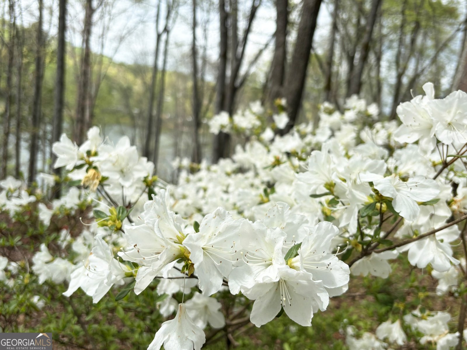 251 Walnut Road Blairsville - Photo 104