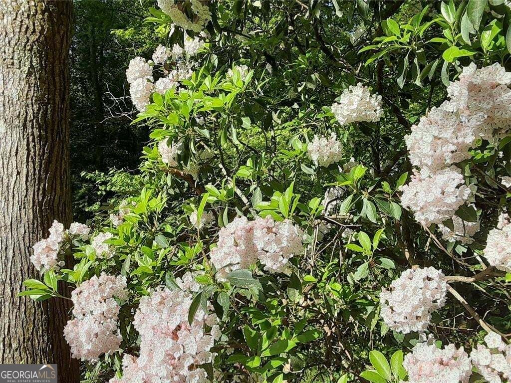 25 Clayton Chester Road Dawsonville - Photo 72