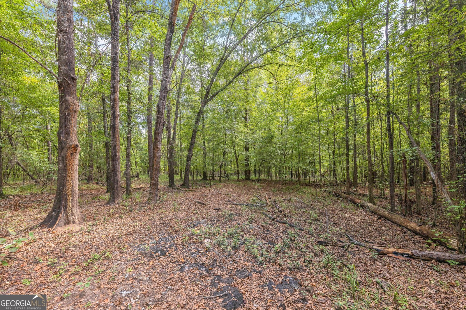 5301 Geneva Highway Talbotton - Photo 36
