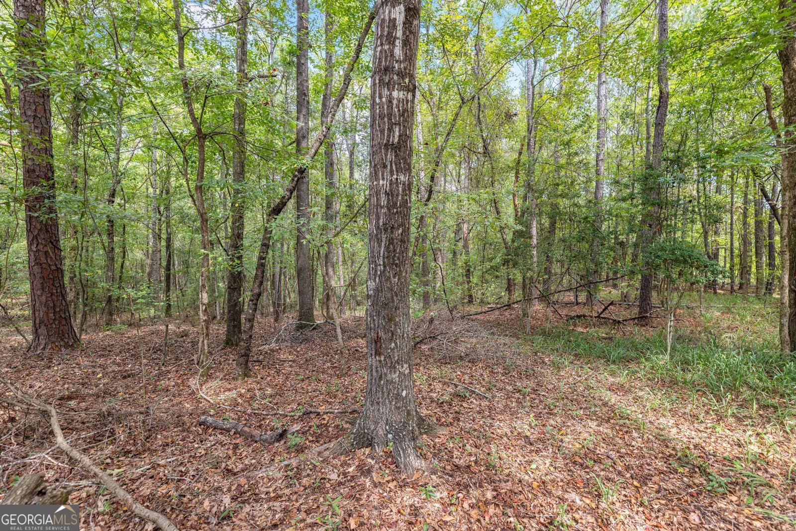 5301 Geneva Highway Talbotton - Photo 38