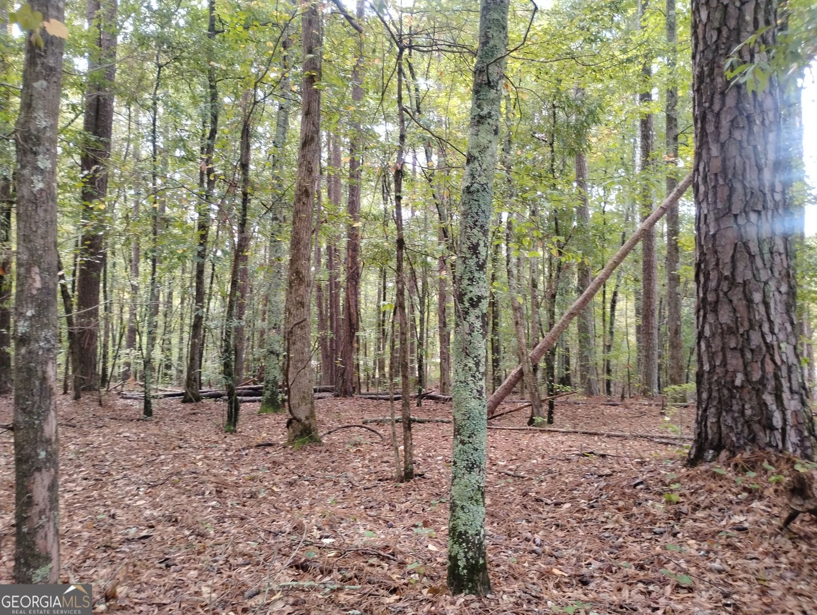 3000 White Pine Lane Mansfield - Photo 26