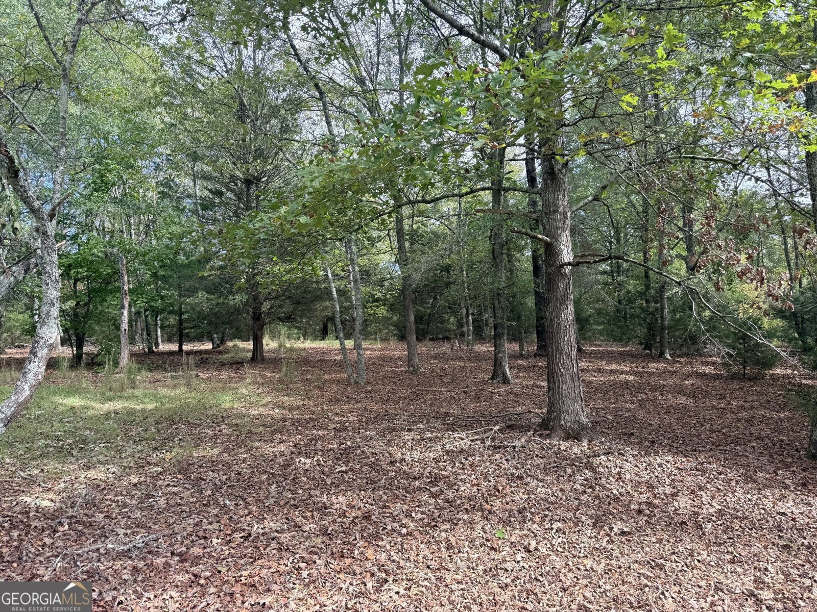 1050 Scott Branch Road Williamson - Photo 47