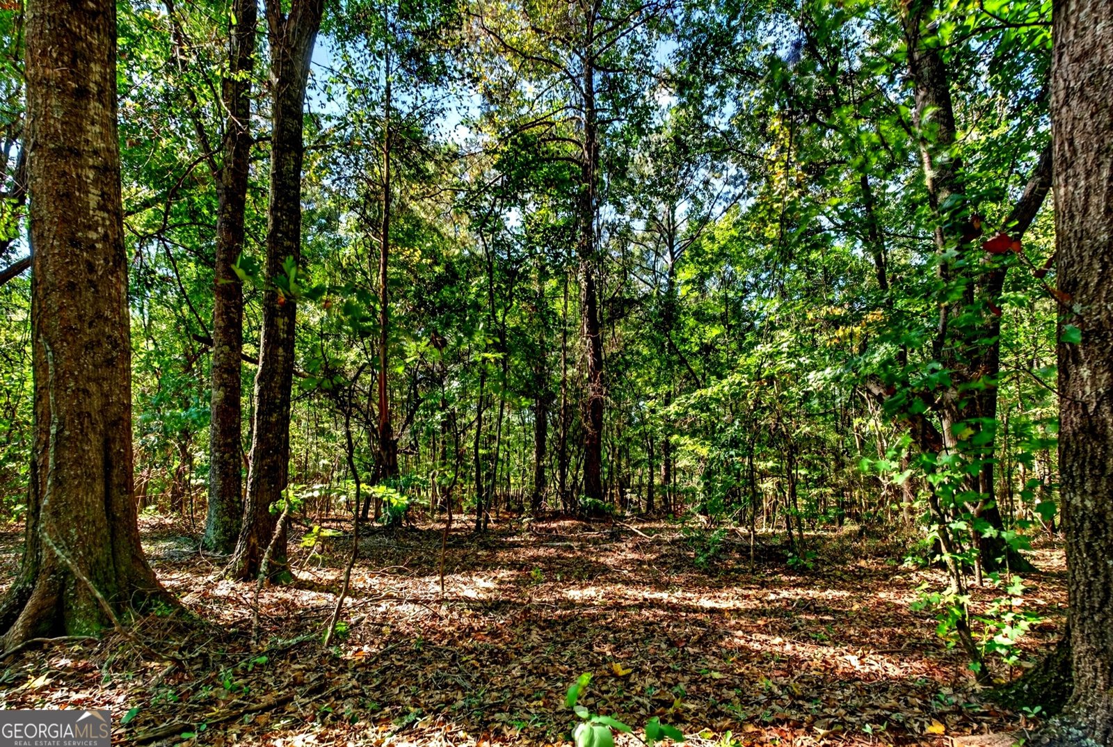 1337 Johnny Miller Road Buena Vista - Photo 42