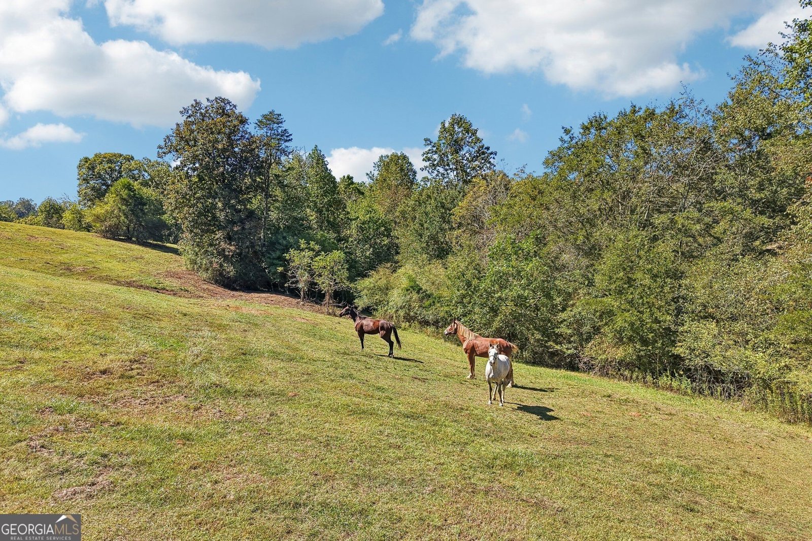 231 Hatfield Grove Dahlonega - Photo 12