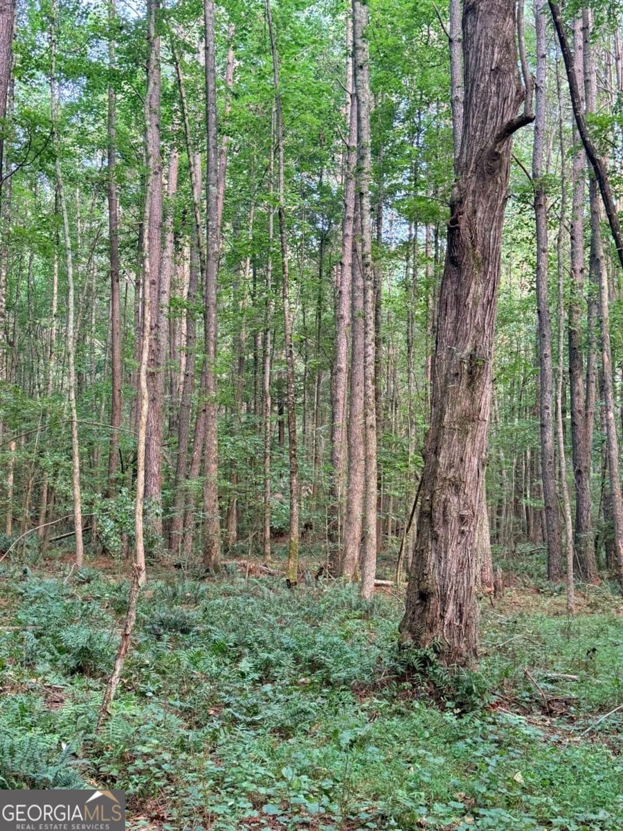 LOT 14 Pettit Road Talking Rock - Photo 6