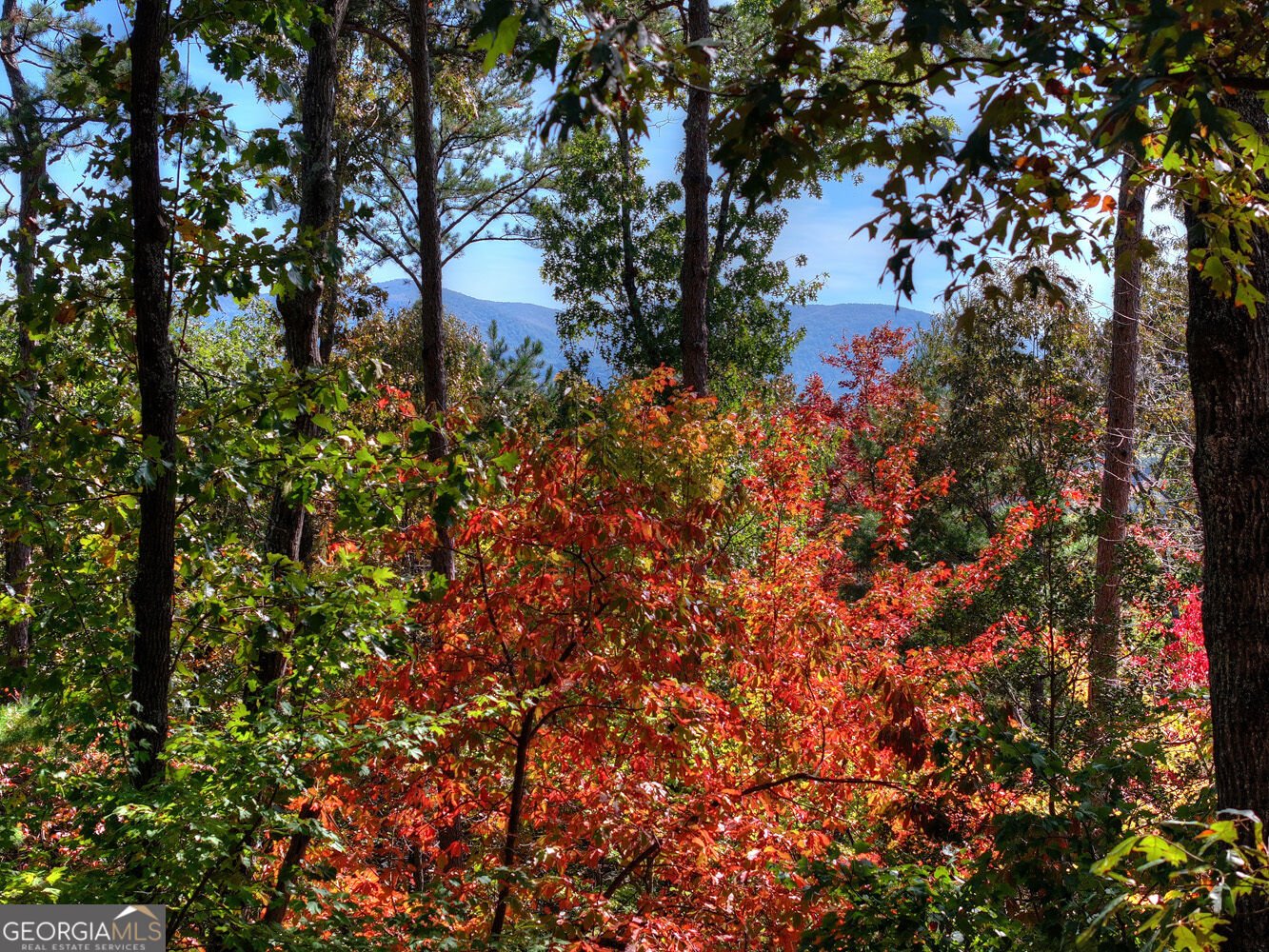 53 Haley Drive Cherry Log - Photo 8
